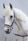 Hongre Autre Race de Poney A vendre 2012 Gris