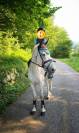 Hongre Autre Race de Poney A vendre 2012 Gris
