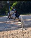Hongre Autre Race de Poney A vendre 2012 Gris