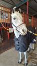 Hongre Autre Race de Poney A vendre 2012 Gris