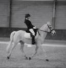 Hongre Autre Race de Poney A vendre 2012 Gris