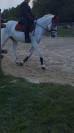 Pony sportivo italiano di 13 anni (h137)