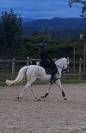 Pony sportivo italiano di 13 anni (h137)