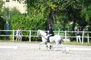 Pony sportivo italiano di 13 anni (h137)