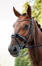 Brave 13 jarige merrie