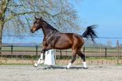 Brave 3 jarige Merrie