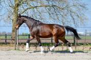 Brave 3 jarige Merrie