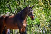 Brave 3 jarige Merrie