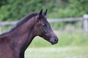 Poulain de 2025 origines dressage 