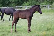 Poulain de 2025 origines dressage 