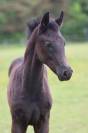 Poulain de 2025 origines dressage 