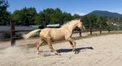 Pouliche Palomino 