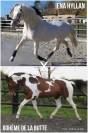 Pouliche Palomino 