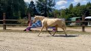 Pouliche Palomino 