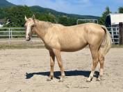 Pouliche Palomino 