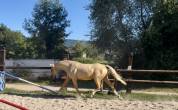 Pouliche Palomino 