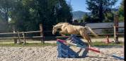 Pouliche Palomino 