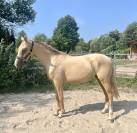 Pouliche Palomino 