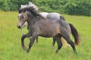 Poney connemara de 1 ans 