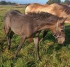Poney connemara de 1 ans 