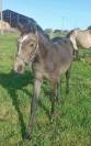 Poney connemara de 1 ans 