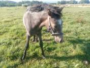 Poney connemara de 1 ans 