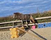 Foal pfs PRINCE DES CH&Ecirc;NES DOR 