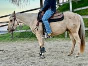 Quarter horse gelding