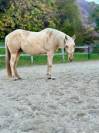 Quarter horse gelding