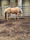 Quarter horse gelding