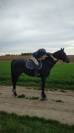 Élégant PSI 11 ans 
