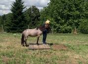 Ponette B baie rouan 1 an loisir, compétition, élevage
