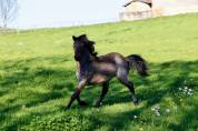 Ponette B baie rouan 1 an loisir, compétition, élevage