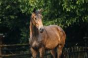 Hongre Oldenburg 2 ans