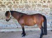 Ponette dartmoor pleine