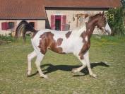Ponette dartmoor pleine