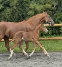 Foal par Kannan
