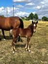 Foal PFS par Under Cover Fast