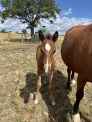 Foal PFS par Under Cover Fast