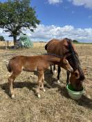 Foal PFS par Under Cover Fast
