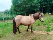 Poney A origines constaté 