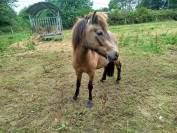 Poney A origines constaté 