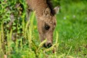 Poney A origines constaté 