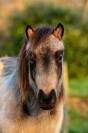 Poney A origines constaté 
