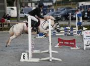Gelding No Origin Recorded For sale 2018 White
