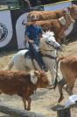 Gelding No Origin Recorded For sale 2018 White