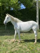 Cheval pur-sang