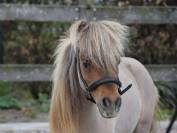Magnifique cheval miniature de 2,5 ans 