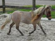 Magnifique cheval miniature de 2,5 ans 