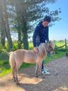 Magnifique cheval miniature de 2,5 ans 